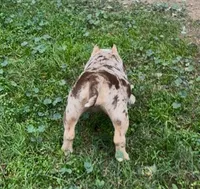 Pintora, a female American Bully for sale in Madera, CA – Photo 6 of 10