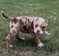 Pintora, a female American Bully for sale in Madera, CA – Photo 2 of 10