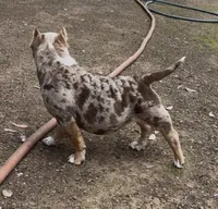 Pintora, a female American Bully for sale in Madera, CA – Photo 3 of 10