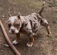 Pintora, a female American Bully for sale in Madera, CA – Photo 1 of 10