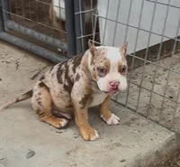 Pintora, a female American Bully for sale in Madera, CA – Photo 5 of 10