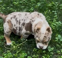 Pintora, a female American Bully for sale in Madera, CA – Photo 7 of 10