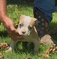 Pretty, a female American Bulldog for sale in Madera, CA – 4 of 6