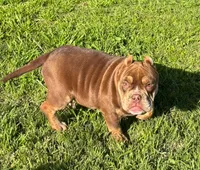 Two Tone, a male American Bully for sale in Madera, CA – Photo 3 of 10