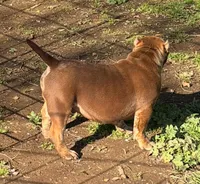 Two Tone, a male American Bully for sale in Madera, CA – Photo 7 of 10