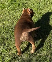 Two Tone, a male American Bully for sale in Madera, CA – Photo 10 of 10
