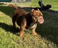 Two Tone, a male American Bully for sale in Madera, CA – Photo 6 of 10