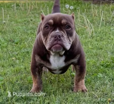Two Tone, a male American Bully for sale in Madera, CA – Photo 1 of 10