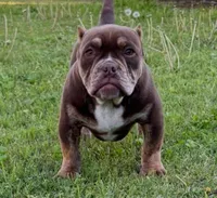 Two Tone, a male American Bully for sale in Madera, CA – Photo 1 of 10