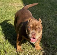 Two Tone, a male American Bully for sale in Madera, CA – Photo 9 of 10