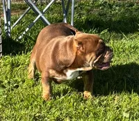 Two Tone, a male American Bully for sale in Madera, CA – Photo 2 of 10