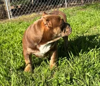 Two Tone, a male American Bully for sale in Madera, CA – Photo 4 of 10