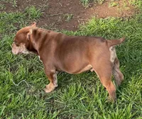 Two Tone, a male American Bully for sale in Madera, CA – Photo 8 of 10