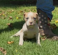 Capone, a male American Bulldog for sale in Madera, CA – 3 of 3