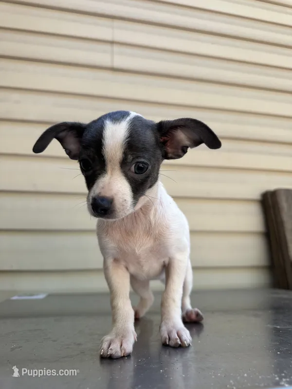 Lupita – Chihuahua puppy for sale in Mooresville, NC