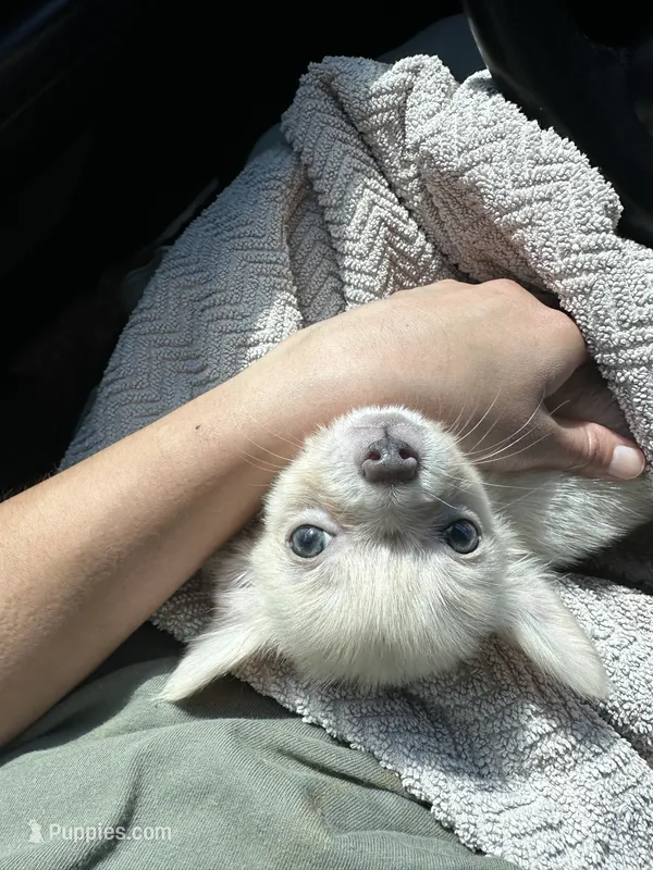 Mini loofa – Chihuahua puppy for sale in Mooresville, NC