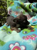 Charcoal , a female Chihuahua for sale in Mooresville, NC – 2 of 10
