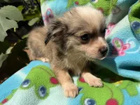 Dusty, a female Chihuahua for sale in Mooresville, NC – 4 of 10