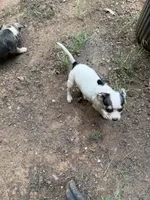 Miss Cinderella , a female Chihuahua for sale in Mooresville, NC – 3 of 6