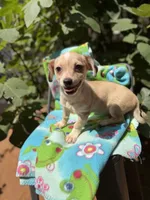Pecan , a male Chihuahua for sale in Mooresville, NC – 8 of 10