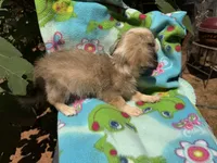 Dusty, a female Chihuahua for sale in Mooresville, NC – 5 of 10