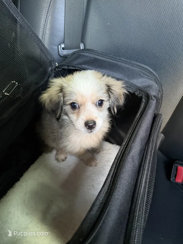 Dusty – Chihuahua puppy for sale in Mooresville, NC