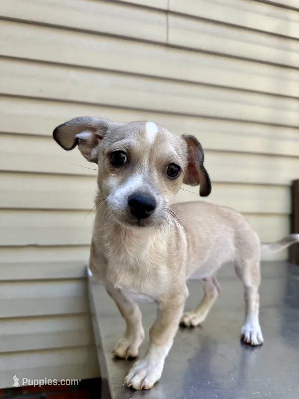 Happy boy pecan – Chihuahua puppy for sale in Mooresville, NC