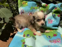 Dusty, a female Chihuahua for sale in Mooresville, NC – 6 of 10