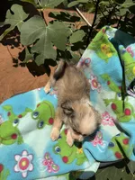 Dusty, a female Chihuahua for sale in Mooresville, NC – 10 of 10