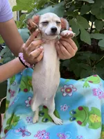 Happy boy pecan, a male Chihuahua for sale in Mooresville, NC – 7 of 7