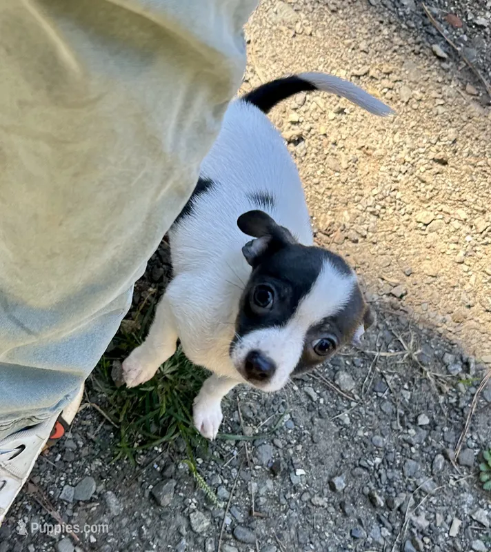 Miss Cinderella  – Chihuahua puppy for sale in Mooresville, NC