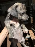 Rusty small, a male Chihuahua for sale in Mooresville, NC – 4 of 8