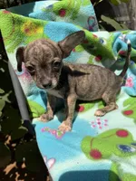 Rusty, a female Chihuahua for sale in Mooresville, NC – 6 of 10