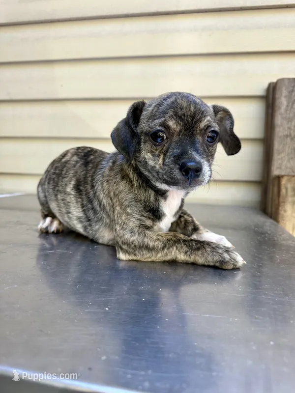 Rusty small – Chihuahua puppy for sale in Mooresville, NC