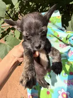 Charcoal , a female Chihuahua for sale in Mooresville, NC – 4 of 10