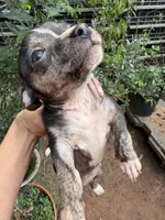 Tuffa, a female Chihuahua for sale in Mooresville, NC – 1 of 3