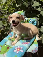 Pecan , a male Chihuahua for sale in Mooresville, NC – 7 of 10