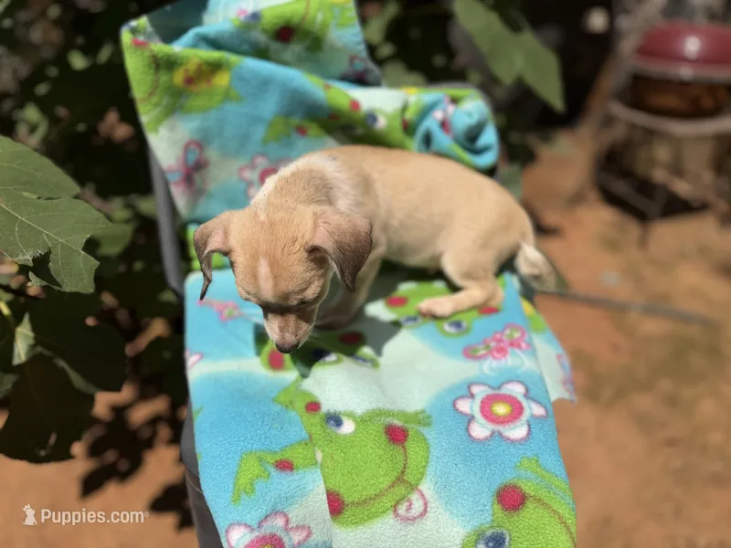 Pecan  – Chihuahua puppy for sale in Mooresville, NC