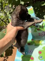 Charcoal , a female Chihuahua for sale in Mooresville, NC – 10 of 10
