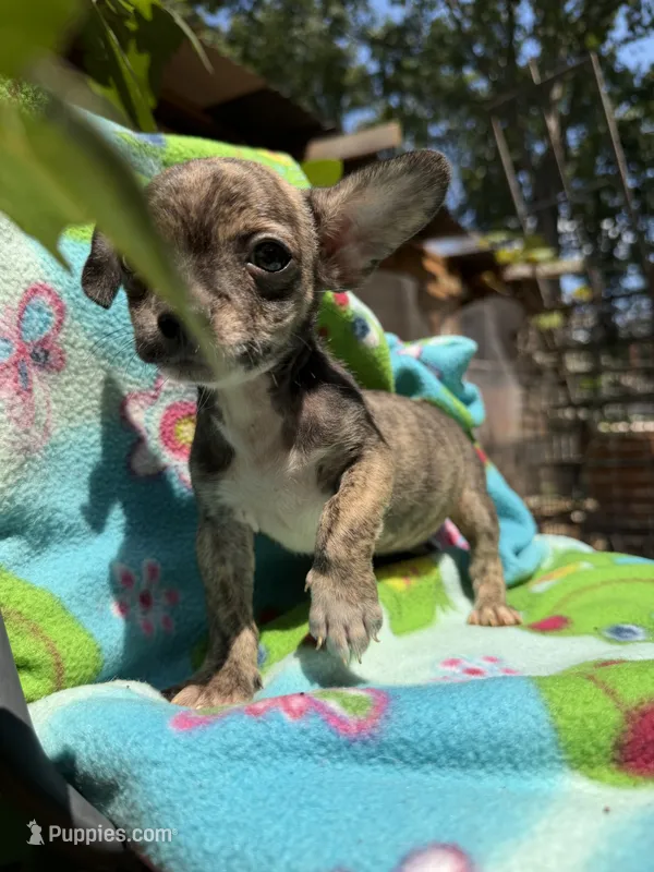 Rusty – Chihuahua puppy for sale in Mooresville, NC