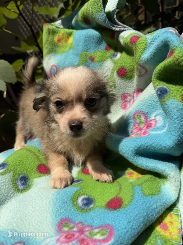 Dusty – Chihuahua puppy for sale in Mooresville, NC