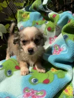 Dusty, a female Chihuahua for sale in Mooresville, NC – 1 of 10