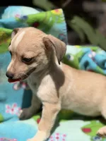 Pecan , a male Chihuahua for sale in Mooresville, NC – 3 of 10