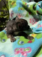 Charcoal , a female Chihuahua for sale in Mooresville, NC – 9 of 10