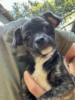 Charcoal , a female Chihuahua for sale in Mooresville, NC – 6 of 8