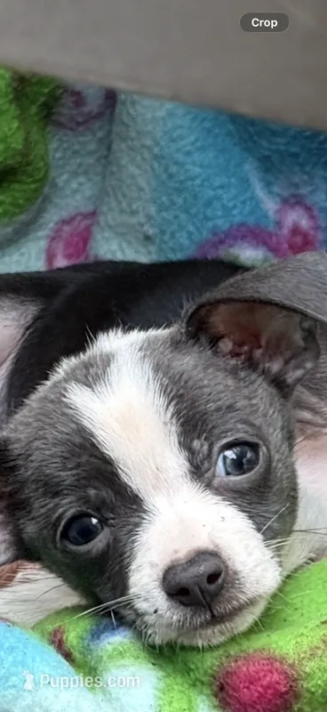 Lupita – Chihuahua puppy for sale in Mooresville, NC