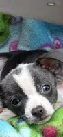 Lupita, a female Chihuahua for sale in Mooresville, NC – 1 of 1