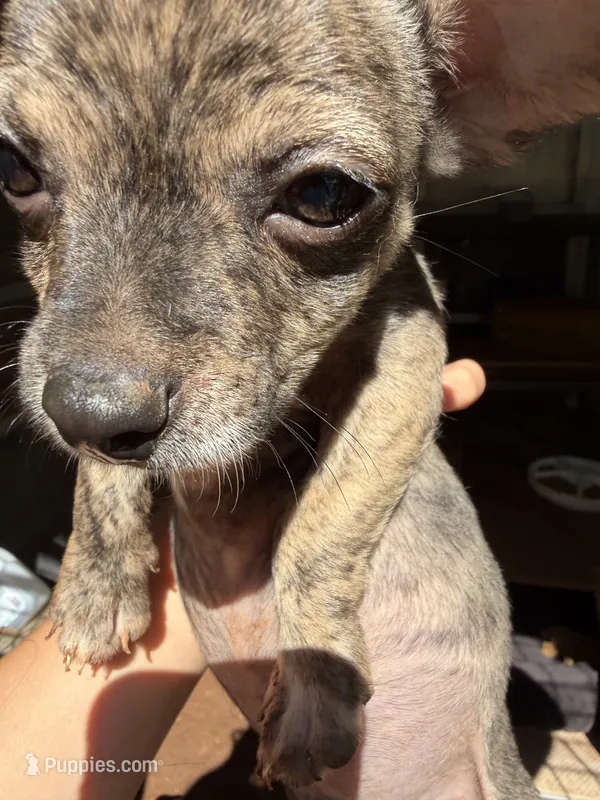 Rusty – Chihuahua puppy for sale in Mooresville, NC