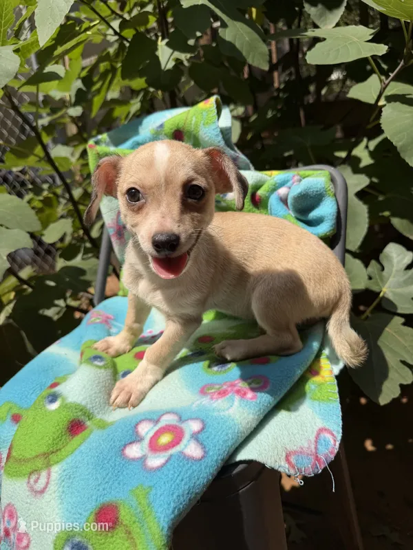 Pecan  – Chihuahua puppy for sale in Mooresville, NC