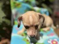 Pecan , a male Chihuahua for sale in Mooresville, NC – 6 of 10